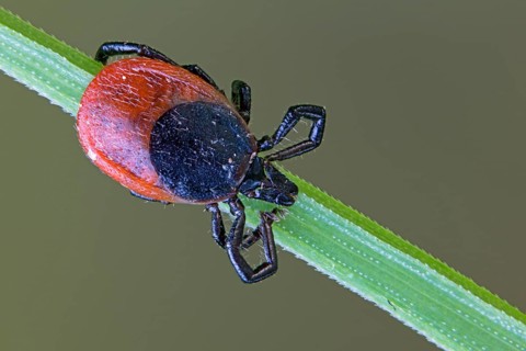 A red and black tick crawls on a green blade of grass