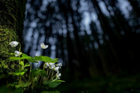 Common wood sorrel (Oxalis acetosella) with blurred forest in the background, Mindelheim, Bavaria,