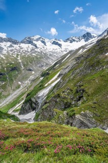 Picturesque mountain landscape with blooming alpine roses, behind mountain peak Grosser Loeffler
