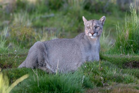 Cougar (Cougar concolor), silver lion, mountain lion, cougar, panther, small cat, Torres del Paine