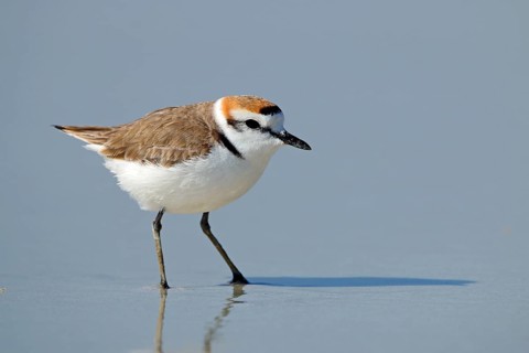 Kentish plover, Oman, Asia