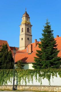 A sunny day with a view of a church tower surrounded by a fir tree and ivy walls, Franciscan Church