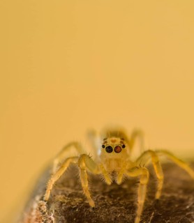 Closeup of jumping spider with translucent body on wooden post looking at camera