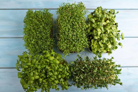 Set of boxes with microgreen sprouts of green basil, pea, cilantro, sunflower, watercress on blue