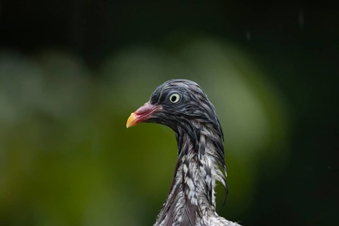 Wood pigeon (Columba palumbus) adult bird soaking wet in a rain storm, Suffolk, England, United
