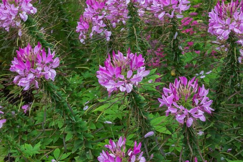 Pink Spider Flowers (Cleome) in border in summer, Quebec, Canada, North America