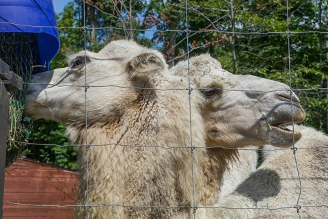 White Camels (Camelus) photographed in captivity through wire mesh fence, Quebec, Canada, North