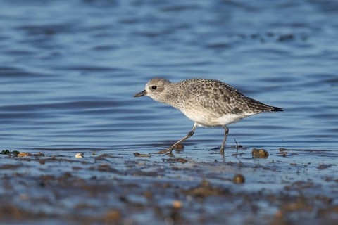 Grey plover (Pluvialis squatarola) adult bird in winter plumage feeding on a coastal mudflat,