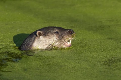European Otter (Lutra lutra) adult swimming in a lake, Suffolk, England, United Kingdom, Europe