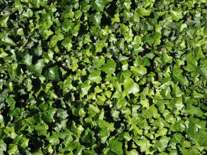 Ivy plant background