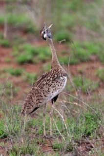 Red-crested Bustard, (Lophotis ruficrista), adult, calling, Kruger National Park, Kruger National