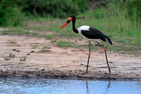 Saddle-billed stork (Ephippiorhynchus senegalensis), adult, foraging, at the water, Kruger National