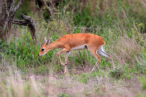 Steenbok (Raphicerus campestris), adult, female, foraging, running, dwarf antelope, Kruger National