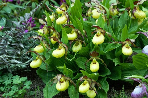 Beautiful orchid flowers of yellow color with green leaves in the garden. Lady's-slipper hybrids.