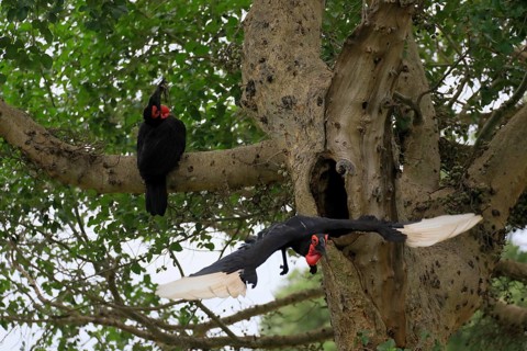 Southern ground hornbill (Bucorvus leadbeateri), adult, pair, feeding, with prey, on tree, at