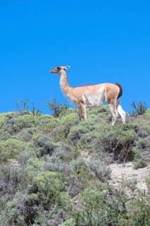 Guanaco (Llama guanicoe), Huanako, Torres del Paine National Park, Patagonia, End of the World,