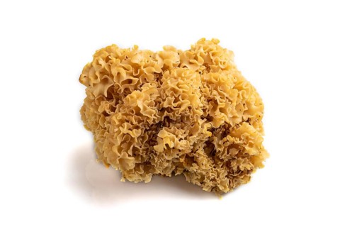 Raw Sparassis (Cauliflower Mushroom) isolated on white background. Side view, close up
