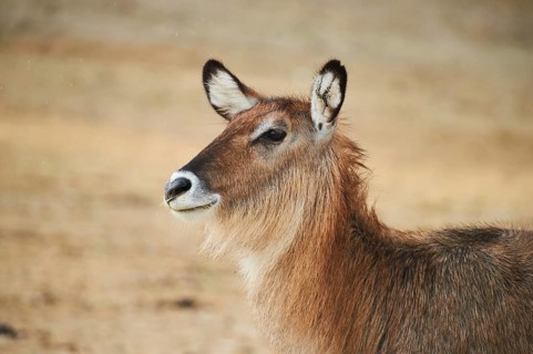 Waterbuck (Kobus defassa), portrait, captive, distribution Africa