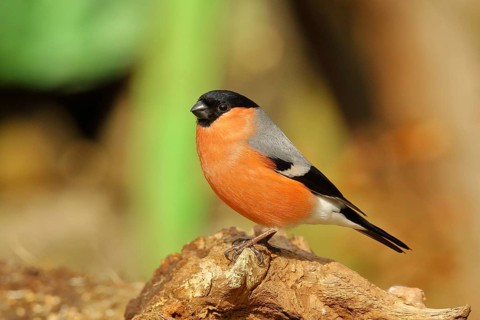 Eurasian bullfinch (Pyrrhula pyrrhula), male, sitting on a tree root, Wilnsdorf, North