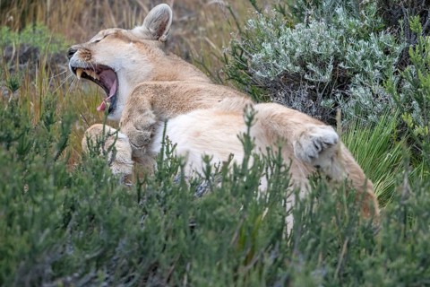 Cougar (Cougar concolor), silver lion, mountain lion, cougar, panther, small cat, yawns, begs,