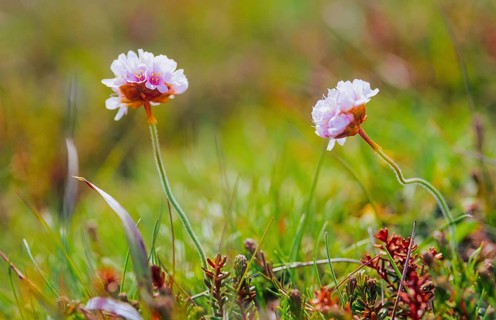 Sea campion (Armeria maritima), also common sea campion, two small light pink-coloured