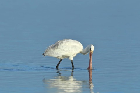 Spoonbill (Platalea leucorodia), young bird looking for food, animal standing in shallow water,