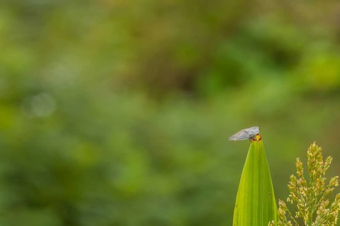 Invasive species of leaf hopper on stalk of maze with blurred background