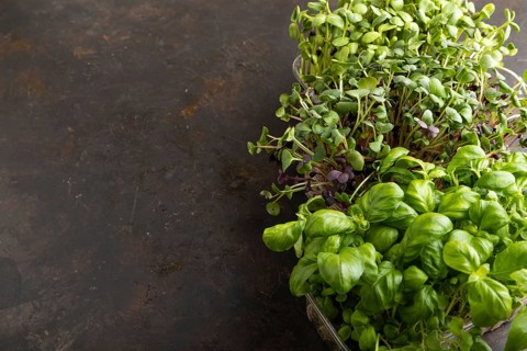 Set of boxes with microgreen sprouts of purple and green basil, sunflower, radish on black concrete