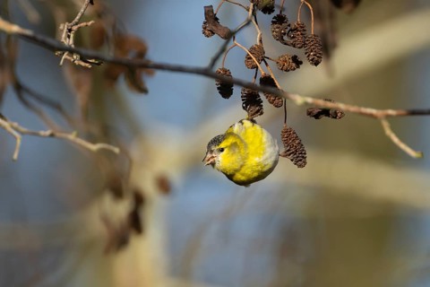 European siskin (Spinus spinus) adult bird feeding on Alder (Alnus glutinosa) tree seeds, Suffolk,