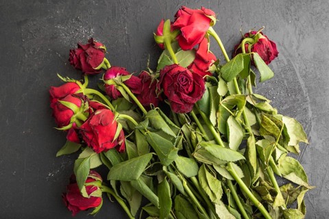 Withered, decaying, roses flowers on black concrete background. top view, flat lay, copy space,