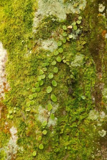 Green moss on the stone in botanical garden, selective focus, copy space, malaysia, Kuching orchid