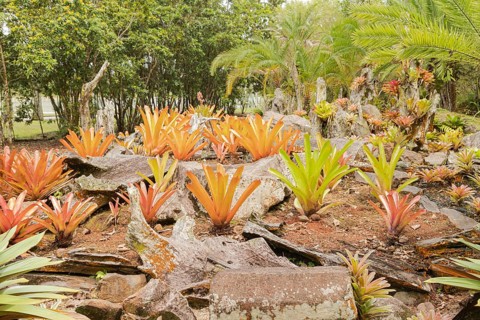 Orchid and bromeliad flower beds in botanical garden, selective focus, copy space, malaysia,