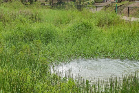 Retention pond with water plants in city park in Kuching, Malaysia, ecology, gardening, landscape
