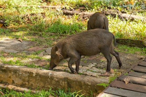 Bearded pig (Sus barbatus barbatus) feeding in Bako national park on grass. Borneo, Malaysia, Asia