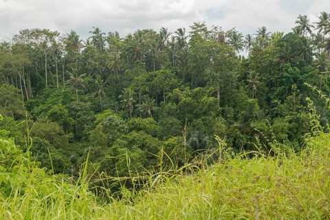 Landscape with jungle near Campuhan ridge walk, Bali, Indonesia, track on the hill with grass,