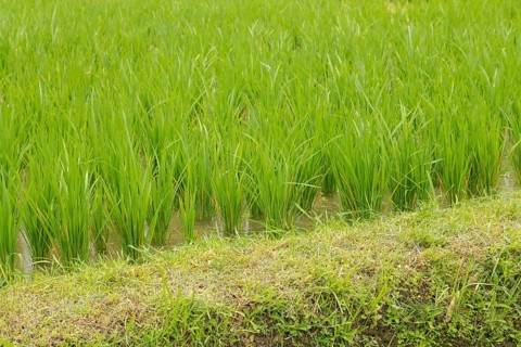 Rice terraces, Campuhan ridge walk, Bali, Indonesia, track on the hill with grass, large trees,