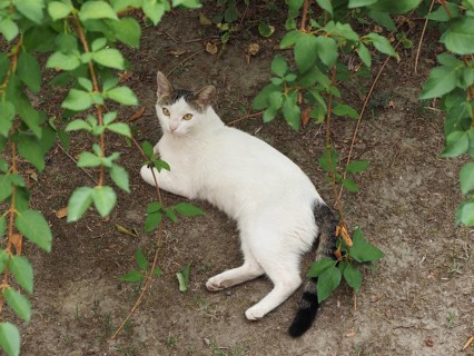 White tabby cat