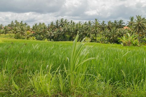 Rice fields in countryside, Ubud, Bali, Indonesia, green grass, large trees, jungle and cloudy sky.