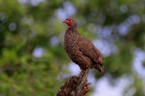 Swainson's spurfowl (Pternistis swainsonii), adult, perch, Kruger National Park, Kruger National