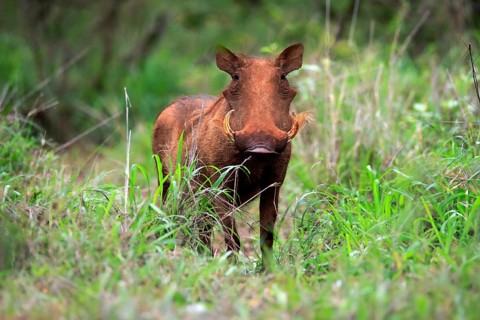Warthog, (Phacochoerus aethiopicus), adult, foraging, alert, Kruger National Park, Kruger National