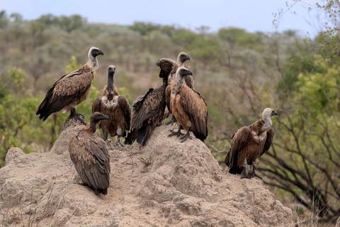 White-backed vulture (Gyps africanus), group, adult, alert, Sabi Sand Game Reserve, Kruger National