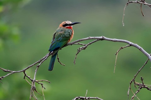White-fronted bee-eater (Merops bullockoides), adult, on wait, Kruger National Park, Kruger