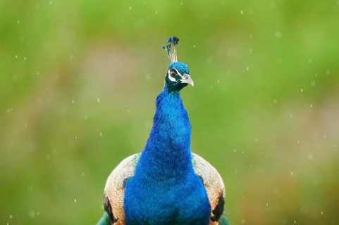 Indian peafowl (Pavo cristatus), portrait, in the rain, France, Europe