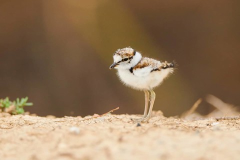 Little ringed plover (Charadrius dubius) chick on the ground, France, Europe