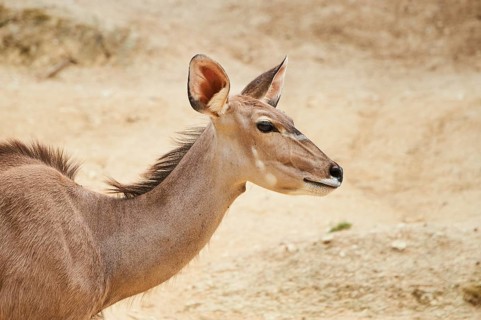 Common eland (Taurotragus oryx) in the dessert, captive, distribution Africa