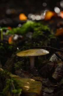 Mushroom on autumn forest floor, close-up, Neubeuern, Bavaria, Germany, Europe
