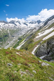 Picturesque mountain landscape with blooming alpine roses, behind mountain peak Grosser Loeffler