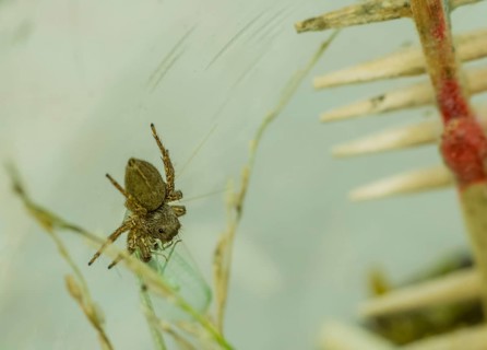 Pet jumping spider in plastic container feeding on small green lacewing with cage blurred in