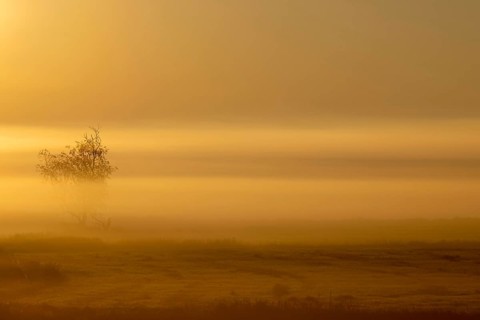 Sunrise in the fog, Federsee lake