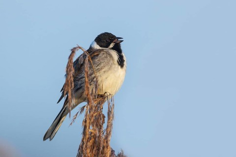 Reed bunting